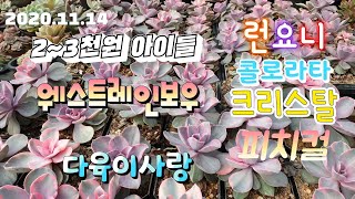 (인천다육이사랑1탄)2~3천원신상들/런요니/콜로라타/피지컬/크리스탈/택배010 6301 7814 (korean succulent plants)