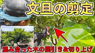 【柑橘剪定シリーズ】混み合った木の剪定！文旦（紅まどか）の剪定！切り上げ剪定！【長崎県 みかん農家 平田守さん】