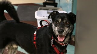 Get your pet a microchip!