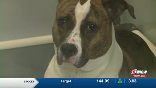 Helping Hands Humane Society invites community to tour facility for transparency