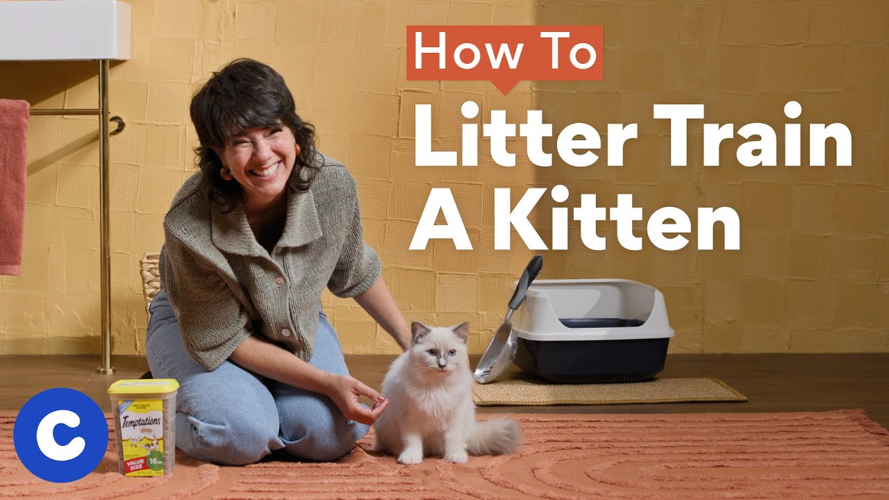 How To Litter Train A Kitten Chewtorials Cat World News