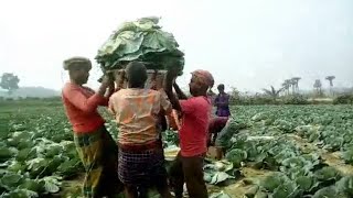 শীতের সবজি চাষ করে যশোর লেবুতলা কৃষকের ভাগ্যের পরিবর্তন।।