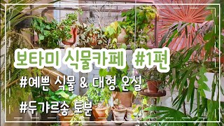 창원) 보타미 식물카페 상세보기 1편 / 식물카페 끝판왕 / 두갸르송 토분 판매처 @prr_tv