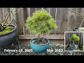 3rd year update dwarf eastern white pine