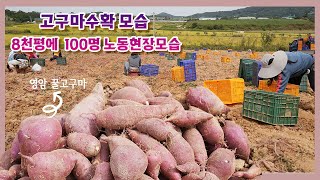 고구마 밭 8천평 작업인원 100명 새벽부터 시작된 고구마 수확현장!