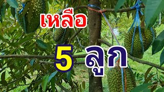 ทุเรียน3ปี7เดือน 70ต้นในพื้นที่1ไร่1งาน Ep.312 : สวนสบายสบาย