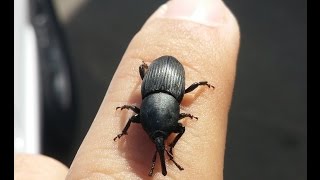 How to Prevent and Kill Agave Snout Weevil