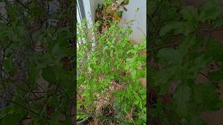 Plant of Tulsi #vastutips #astrology gardening Garden