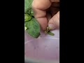 how to collect petunia seeds