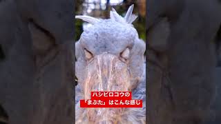 ハシビロコウの「まぶた」見たことある？ #shorts #shoebill #ハシビロコウ