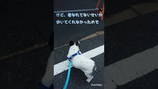 えっ？(；・∀・)今日もまた〜何で〜！！＃フレブル＃パイド＃シニア犬１２歳＃全盲犬＃frenchbulldog＃Seniordog＃Blinddog＃