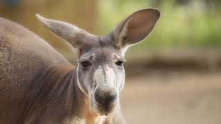 UM ANIMAL DESCONHECIDO