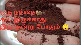 #ஒரு நத்தை கூட உயிரோடு இருக்காது  #how to save plant from snail🐌 at your home🏠