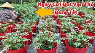 Ngày Ngắt Ngọn Vạn Thọ Nở Đúng Tết | Hoa Tết 2025