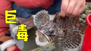 【English sub】带刺毒鱼霸占大水坑，小章赶海连抓老虎鱼和野生海鳗，章鱼也好多【赶海小章】