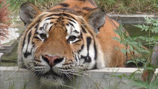 アムールトラ　アースくん　水風呂に入っています　【のんほいパーク】Amur tiger Earth-kun Toyohashi Zoo