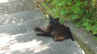 静岡県立美術館の散策コースでくつろぐ黒猫のしーちゃん！！