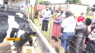 Gayaza High school recieves a donation of three incalf heifers to supplement it's farm productivity.