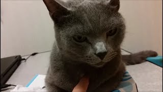 ティッシュ潰し猫の弱点ぽい所を１秒間に１６連射でツンツン