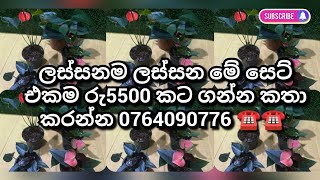 1473👉මෙයාලම ඕන නම් කතා කරන්න අපිට 0764090776☎️#anturiyam #plants