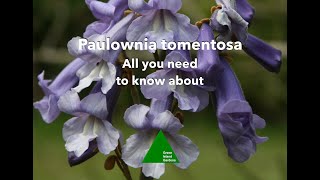 Paulownia tomentosa - All you need to know about