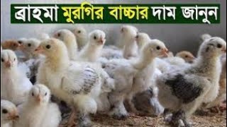 আমেরিকান ব্রাহ্মা মুরগি দাম কতো ২০২৫।Columbian Brahma Chicken Price in India#shortvideo #birds