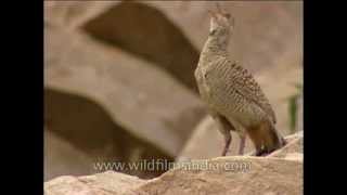 Grey Partridge calling loudly from atop a rock!