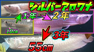 シルバーアロワナ３年飼育の過程と放出　古代魚の成長がすごい！『arowana』アクアリウム