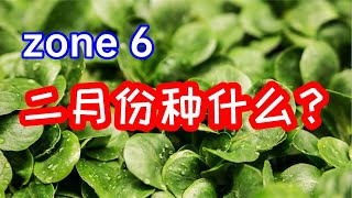 耐寒分区第六区（zone6）：二月份可种植的第一茬蔬菜