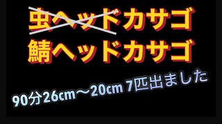 【鯖ヘッドカサゴ】EP.111#fishing #船釣り #カサゴ釣り #ジグヘッド #鯖ヘッド