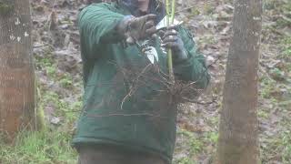 Trimming Bare Roots