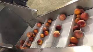 Commercial Fruit Pulper Peach Pulping Machine #commercialfruitpulper #peachpulping machine