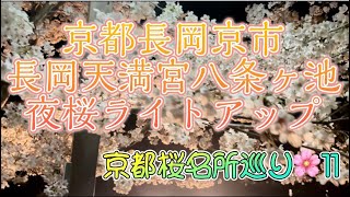 京都桜名所巡り🌸11〜京都長岡京市長岡天満宮八条ヶ池夜桜ライトアップ