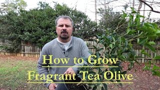 How to grow Fragrant Tea Olive Osmanthus Fragrans Guìhuā