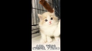 里親募集中子猫ちゃん、ハンディはありますが、とっても元気❣️ 逢いに来てニャ😸アゴはネコ