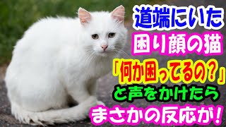 道端に困った様子の猫が。『何か困っているの？』と言ってみたら、まさかの反応が!?【猫の不思議な話】【朗読】