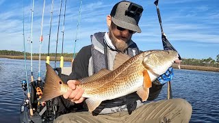 Tons Of Redfish In Creek System After A Cold Front