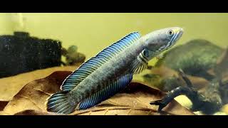 #VaralKerala | Channa Andro Fish | Snake Head Family Channa Andro | കളർഫിഷ് വരാൽ വളർത്തൽ