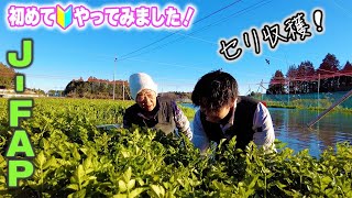 【セリ収穫！】J- FAPの初めてやってみました！