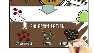 Biodegradation, the core of the carbon cycle