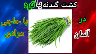 روش کاشت تره | روش کاشت گندنه | آبیاری گندنه | کشت تره از صفر تا صد