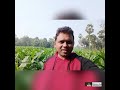 indian village bihar katihar semapur