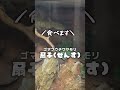 ゴキブリを次々に食べていくヤモリ達が可愛すぎる 飼育 reptiles 爬虫類 ペット ビバリウム gecko ヤモリ 餌やり 給餌 shorts