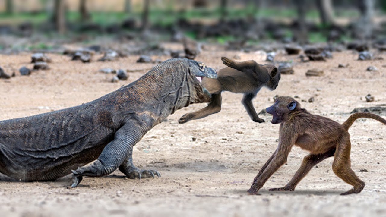 Violent Komodo Dragon Attacked And Bitten The Mother Monkey's Head In ...