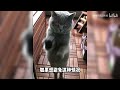 猫咪的迷惑行为之“兔子蹬”