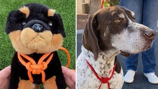 Improvised DOG Harness