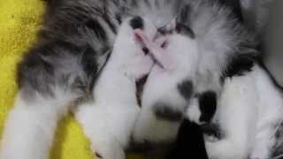 noraneko nyankichi「Cute baby cats will fight Concerning breast milk.」~かわいい赤ちゃん猫のおっぱい争奪戦～