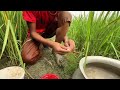 unique fishing videos little boy catching fish useing bamboo tools hook from paddy fields water