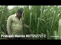 8073527212. netsurf biofit organic products result on sugar cane