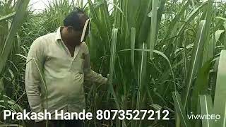 8073527212. Netsurf Biofit organic products result on sugar cane